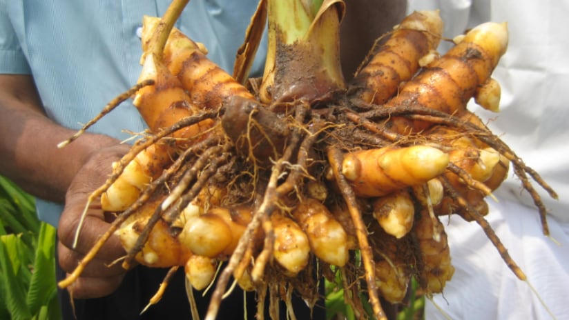 Discover Sustainable Curcumin Excellence with Longvida®