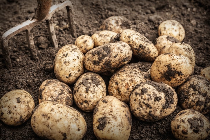 Solnul potato prebiotic gains ‘upcycling’ certification