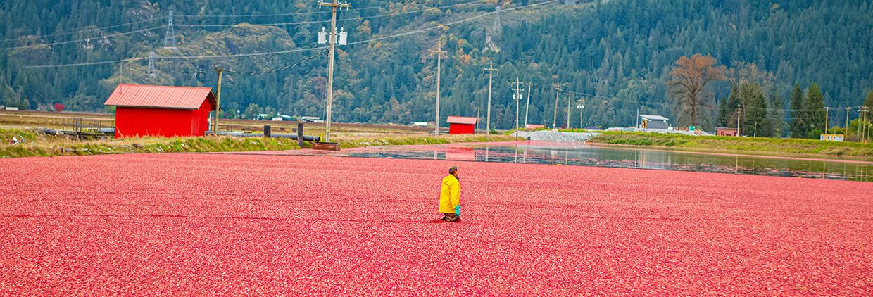 Oregon Cranberry harvest, the premium source for ENI’s Cranberex A-Type PACs begins in September