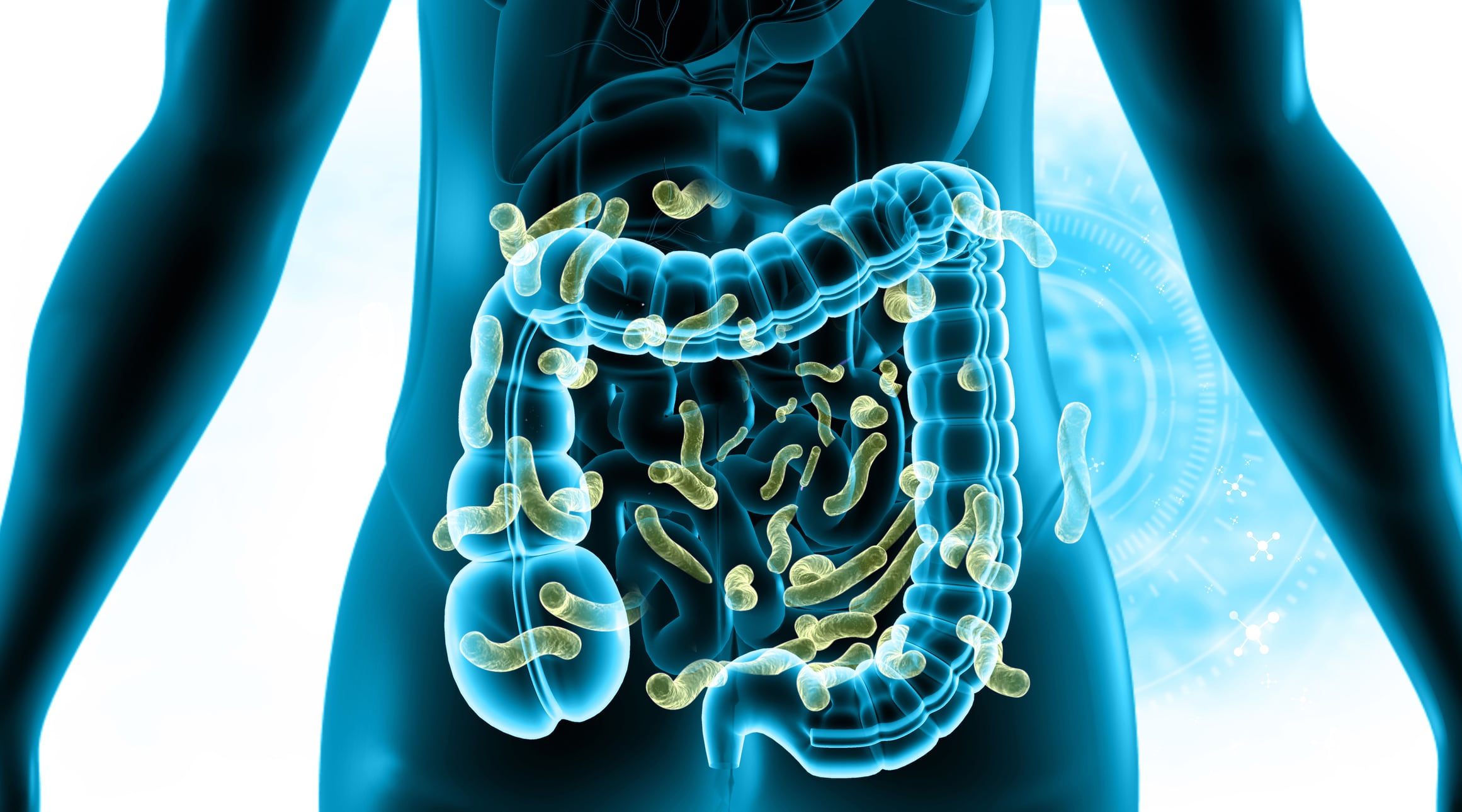 Athlete gut health: Research spotlights microbiota modulation by protein source