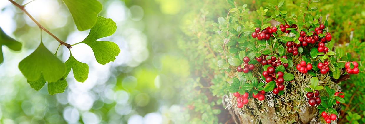 Twenty years of nature’s ingredients, verified through the highest levels of quality assurance testing