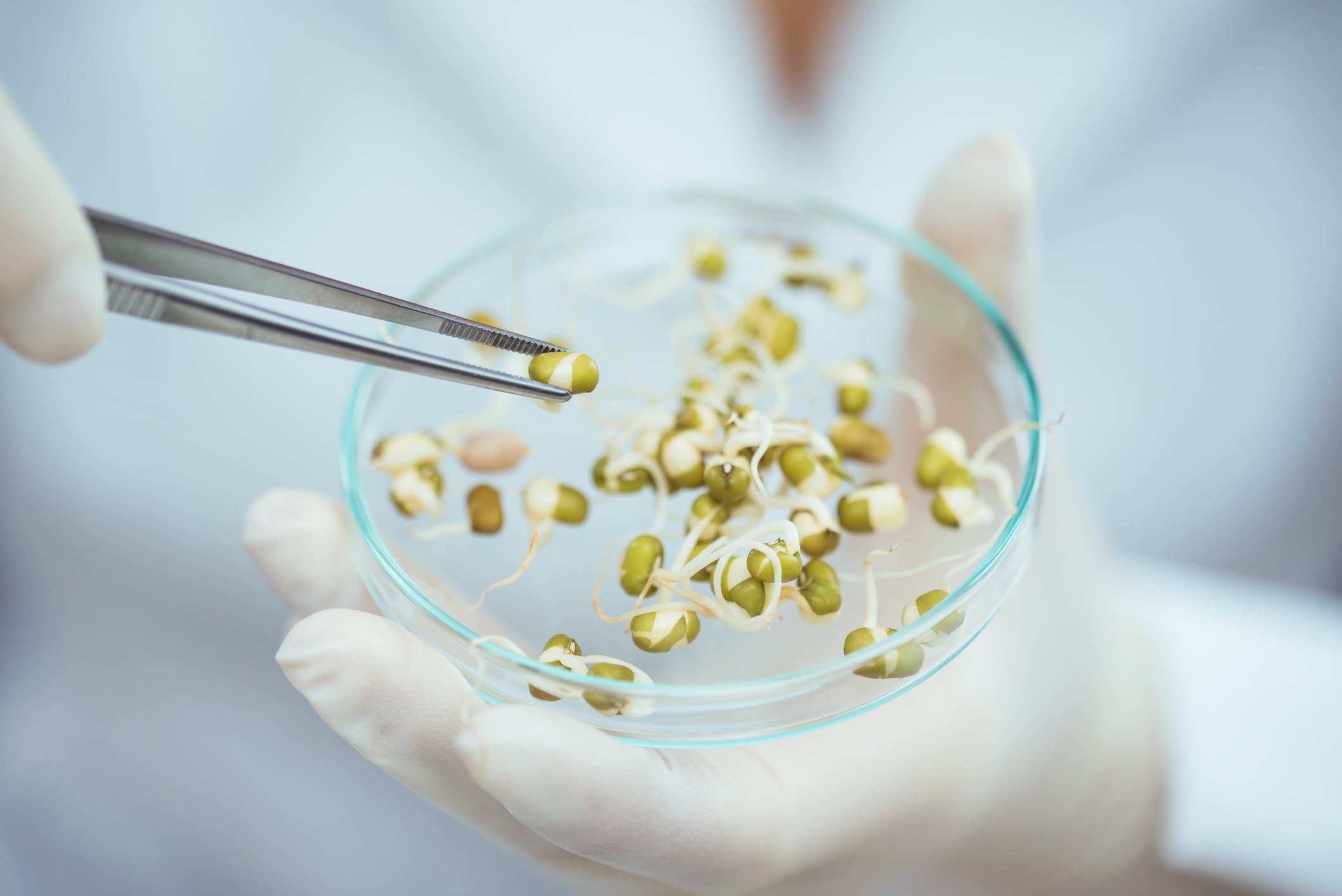 Could GMO plants unlock full-spectrum human milk oligosaccharide production?