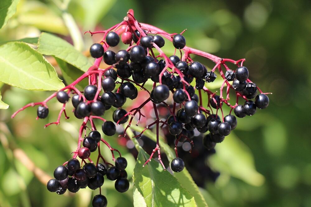 Elderberry-polyphenols-may-boost-Akkermansia-levels-Human-data.jpg