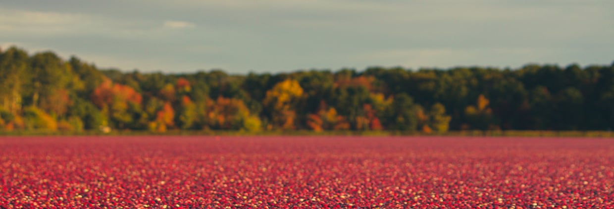 Cranberries’ unique A-Type PACs provide key urinary tract support, studies show 