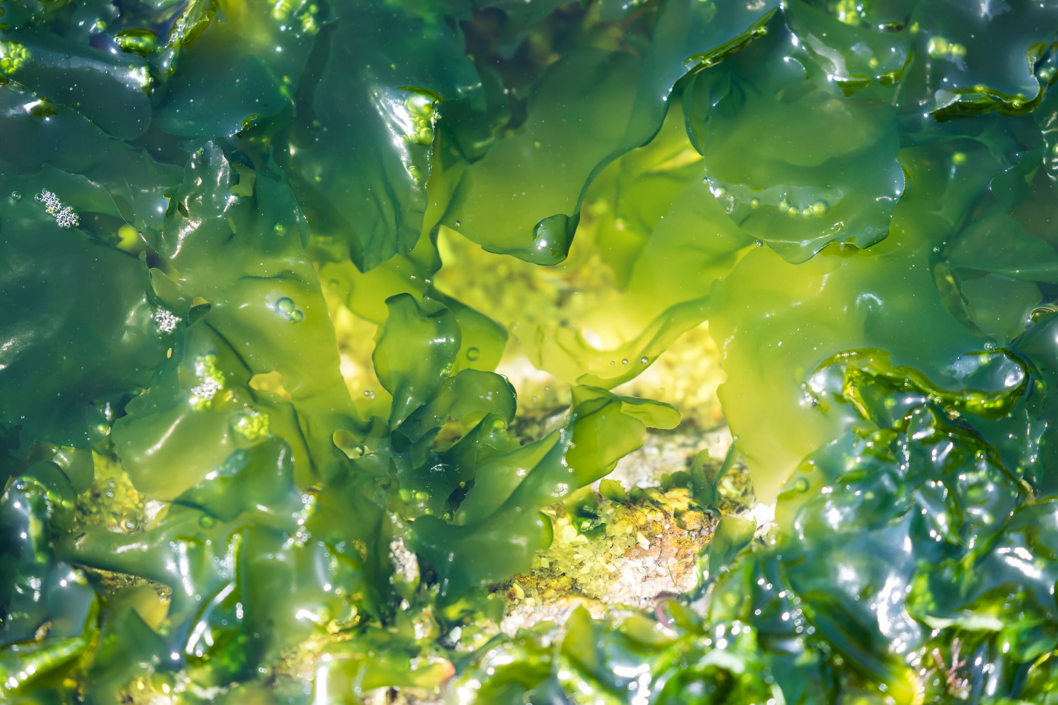 Progress Biotech’s algae oil receives EU organic certification after ‘uphill battle’