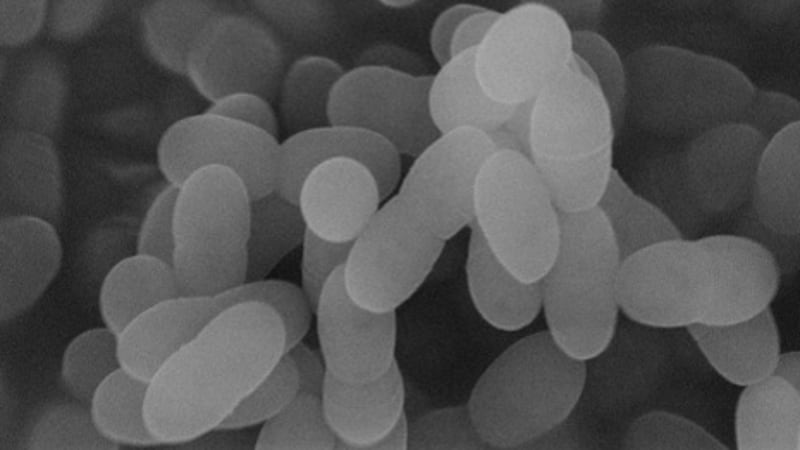 Pro, postbiotic intake shown to reduce cold-like symptoms in meta-analysis 
