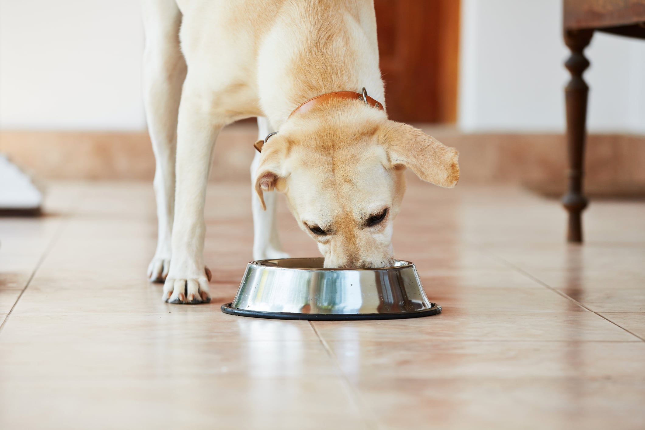 ADM study: Postbiotic supports metabolic health markers in labradors