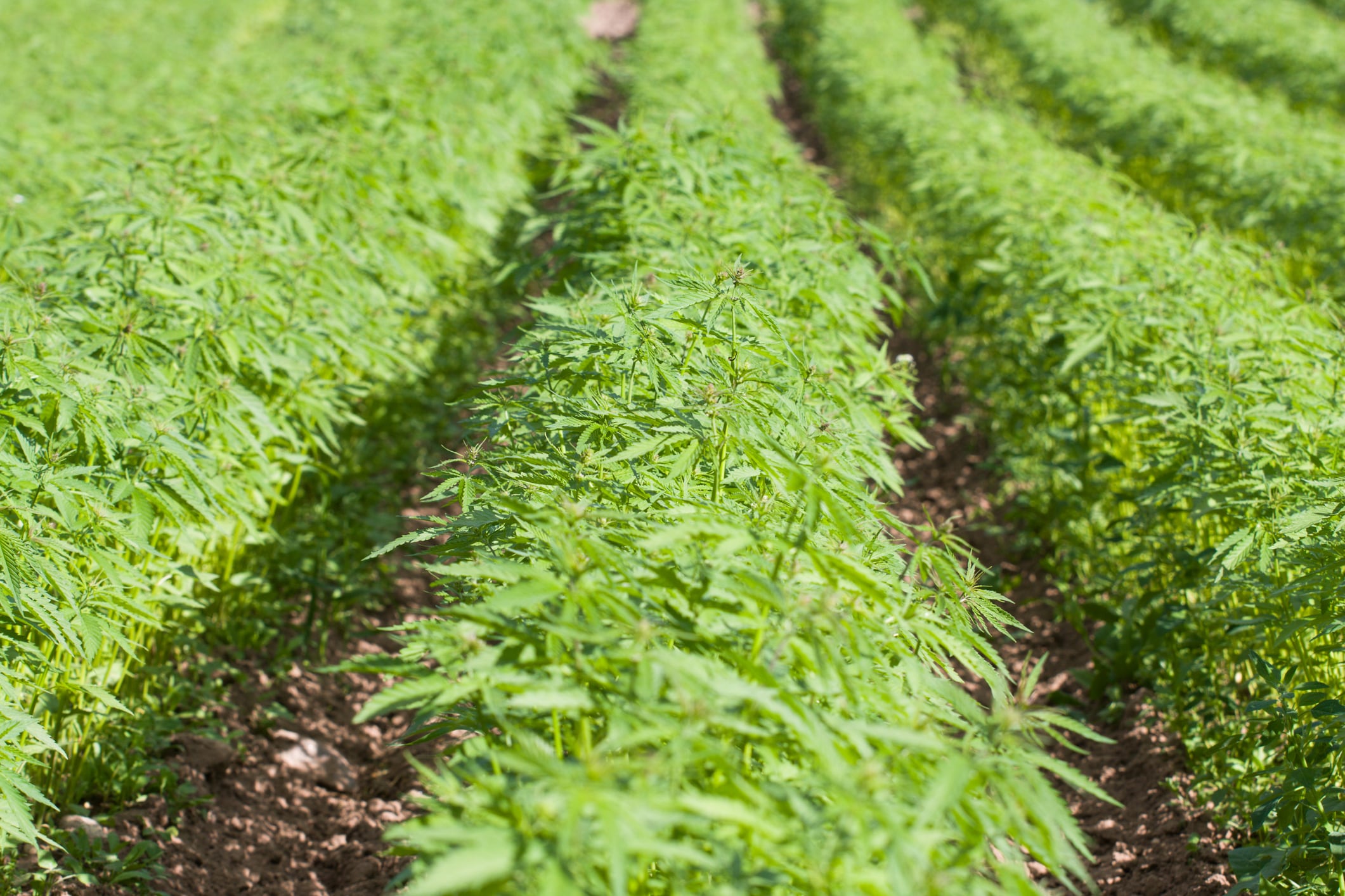 Proposed HEMP Act would create federal CBD pathway as hemp industry faces regulatory crossroads 