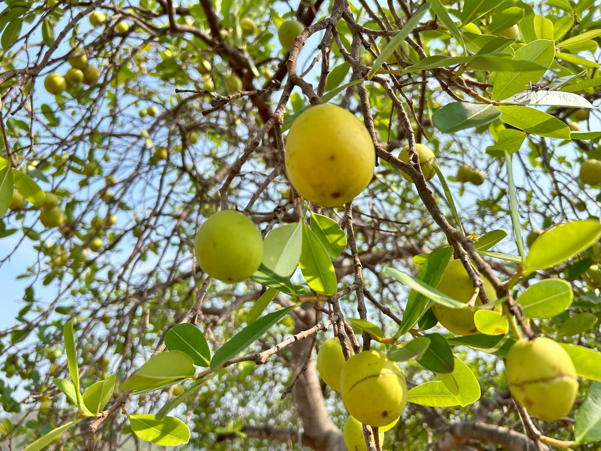 “Its moment has arrived”: Marula fruit ripe for global functional food success