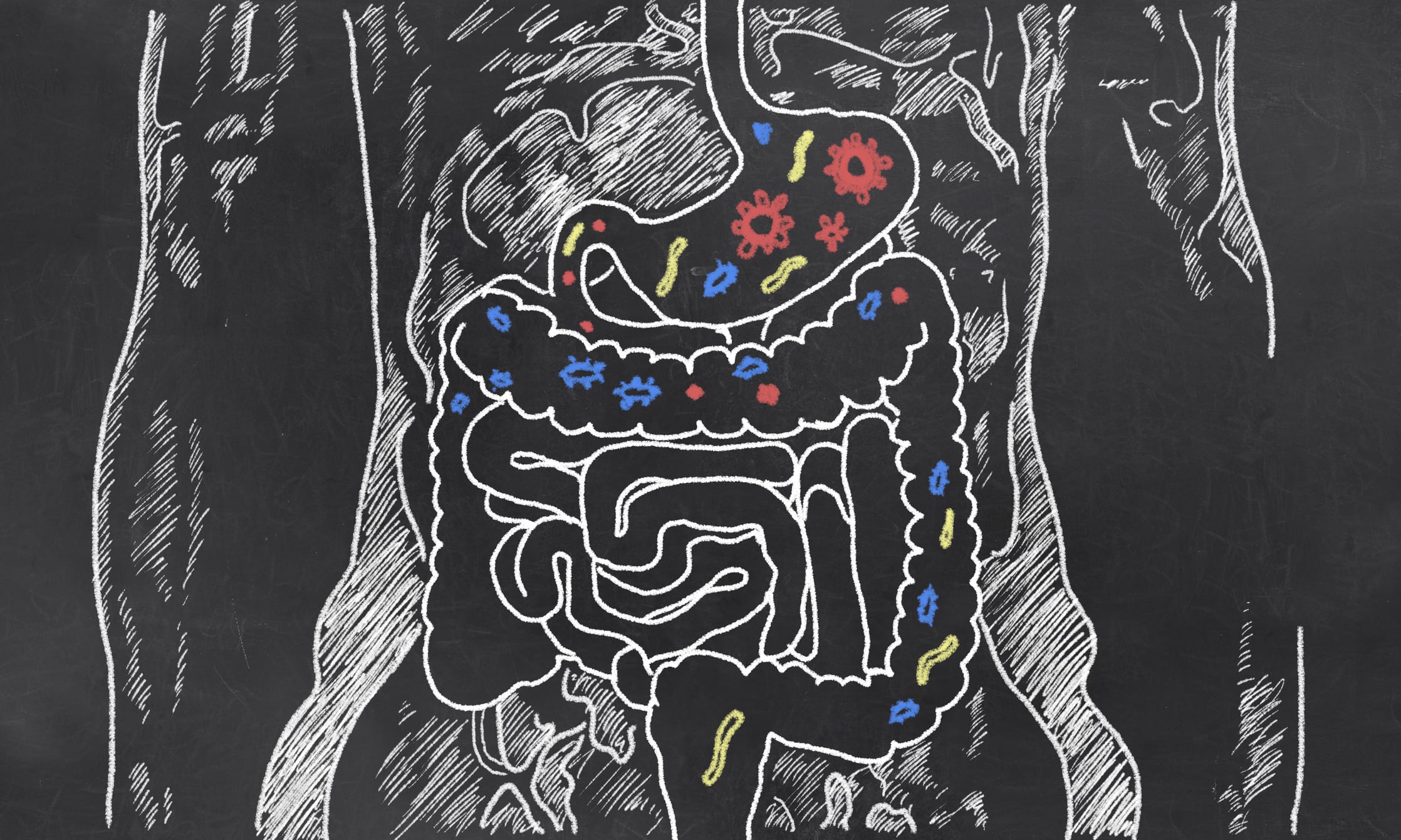 Study provides ‘first’ report of elderly gut microbiota changes and cognitive decline