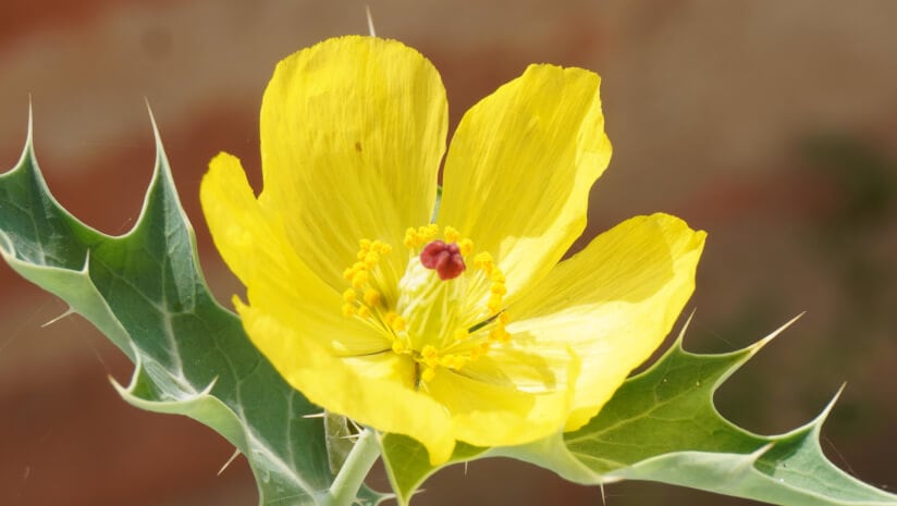 The liposomal promise of berberine: A pilot study